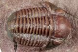 Red Proetid (Proetopeltis)Trilobite - Hamar Laghdad, Morocco #320894-1